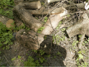 Фото №5. Крупные порубочные остатки клена, незаконная рубка. Территория национального парка «Лосиный остров», 2015г.